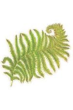 Hester & Cook - Kitchen Papers - Die - cut Fern Placemat - 12 Sheets - The Perfect Gift Shop & Boutique